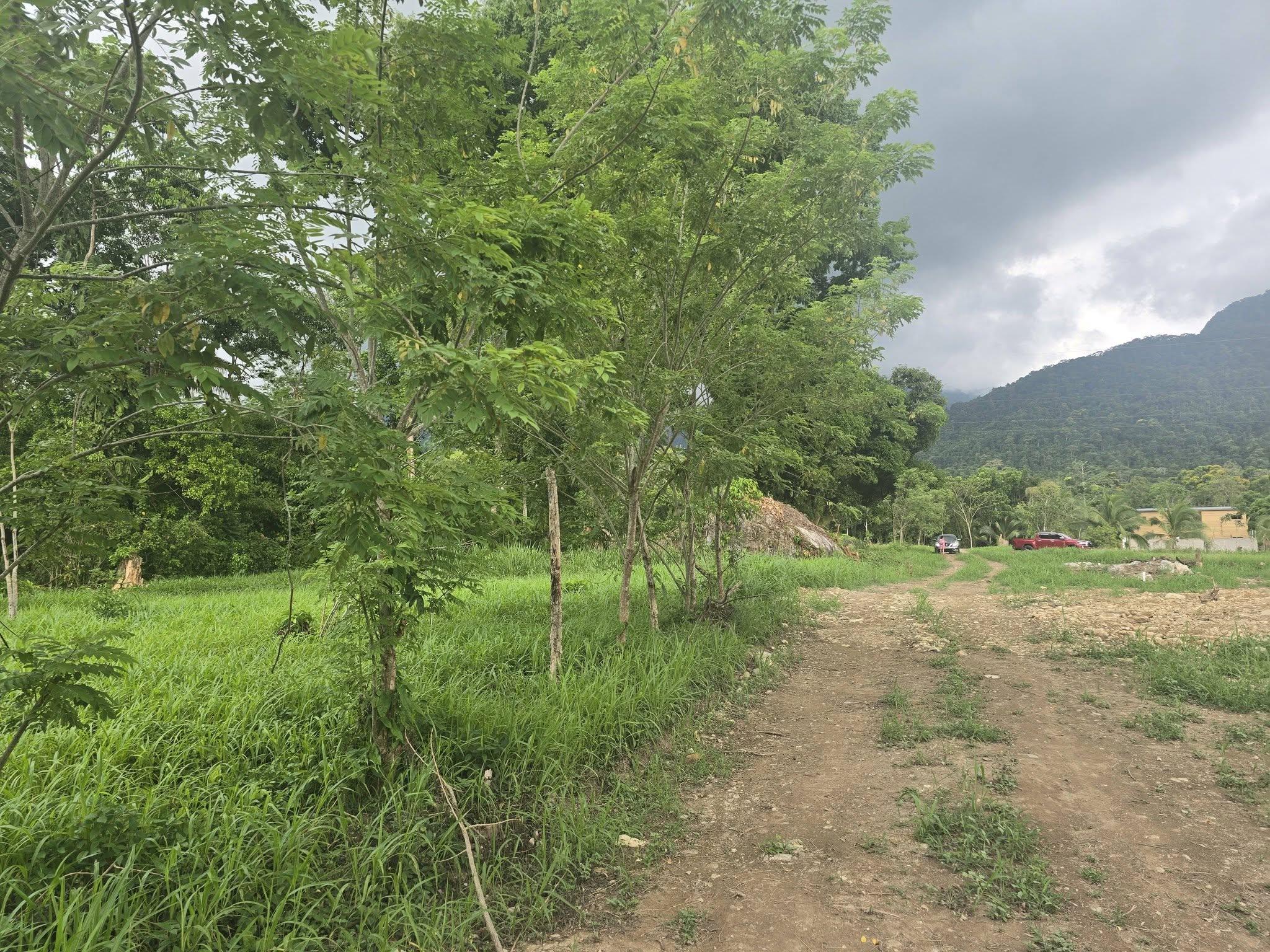 2 MANZANAS Y MEDIA DE TERRENO EN VENTA EN EL PINO EL PORVENIR ATLANTIDA HONDURAS - Imagen ampliada 4