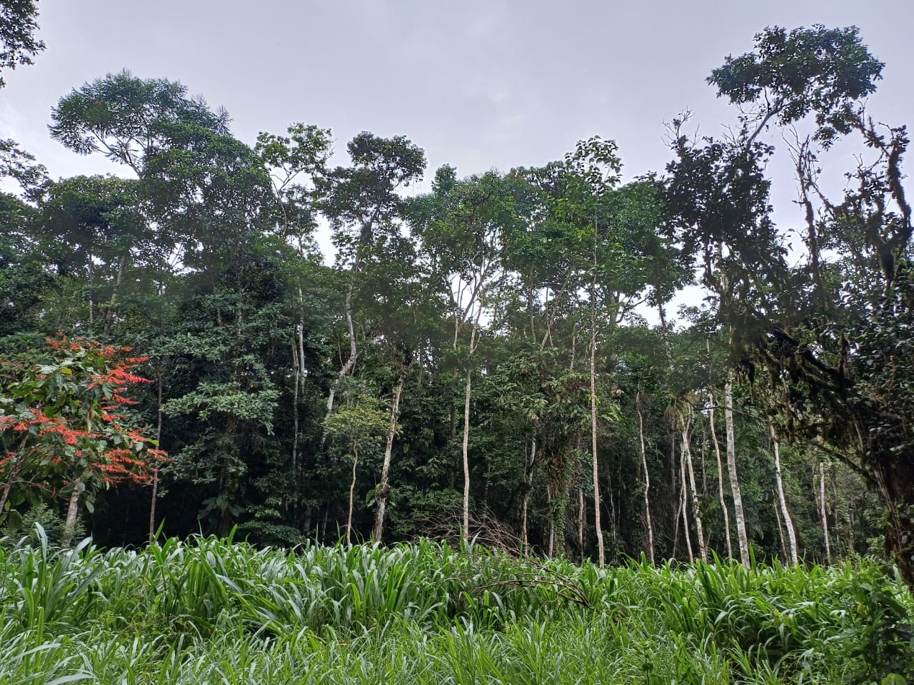 VENTA DE FINCA EN EL ORIENTE ECUATORIANO - Imagen ampliada 1