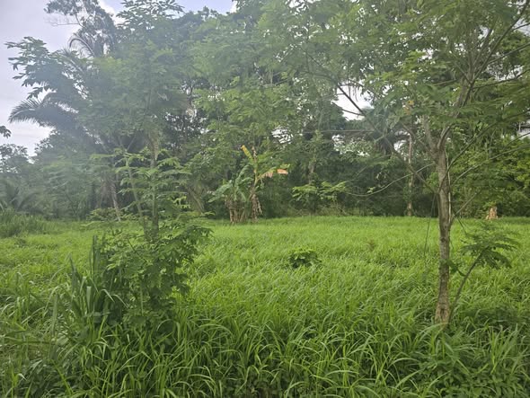 2 MANZANAS Y MEDIA DE TERRENO EN VENTA EN EL PINO EL PORVENIR ATLANTIDA HONDURAS - Imagen ampliada 1