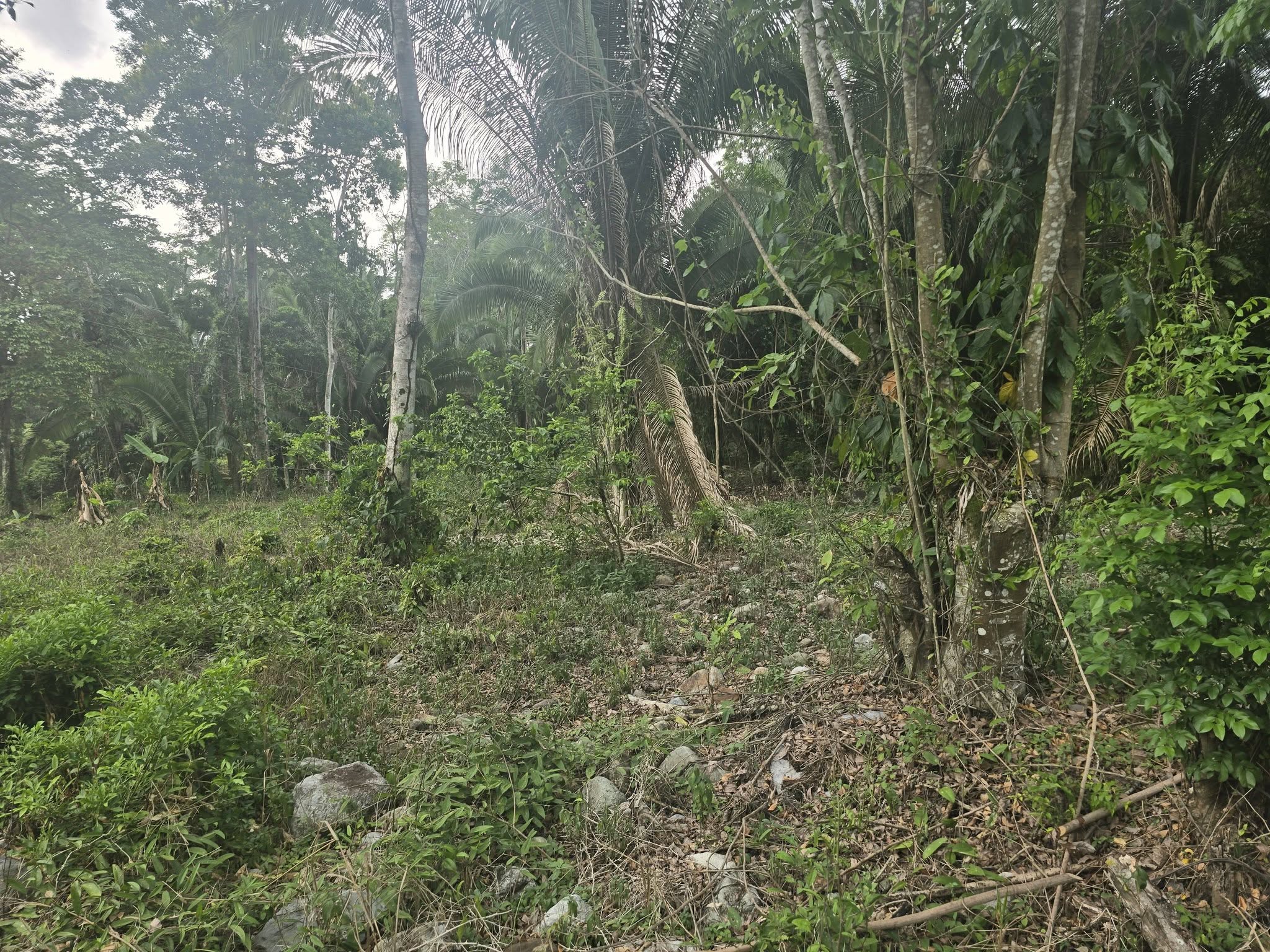 1 MANZANA Y MEDIA DE TERRENO EN VENTA EN EL PINO EL PORVENIR ATLÁNTIDA HONDURAS - Imagen ampliada 5