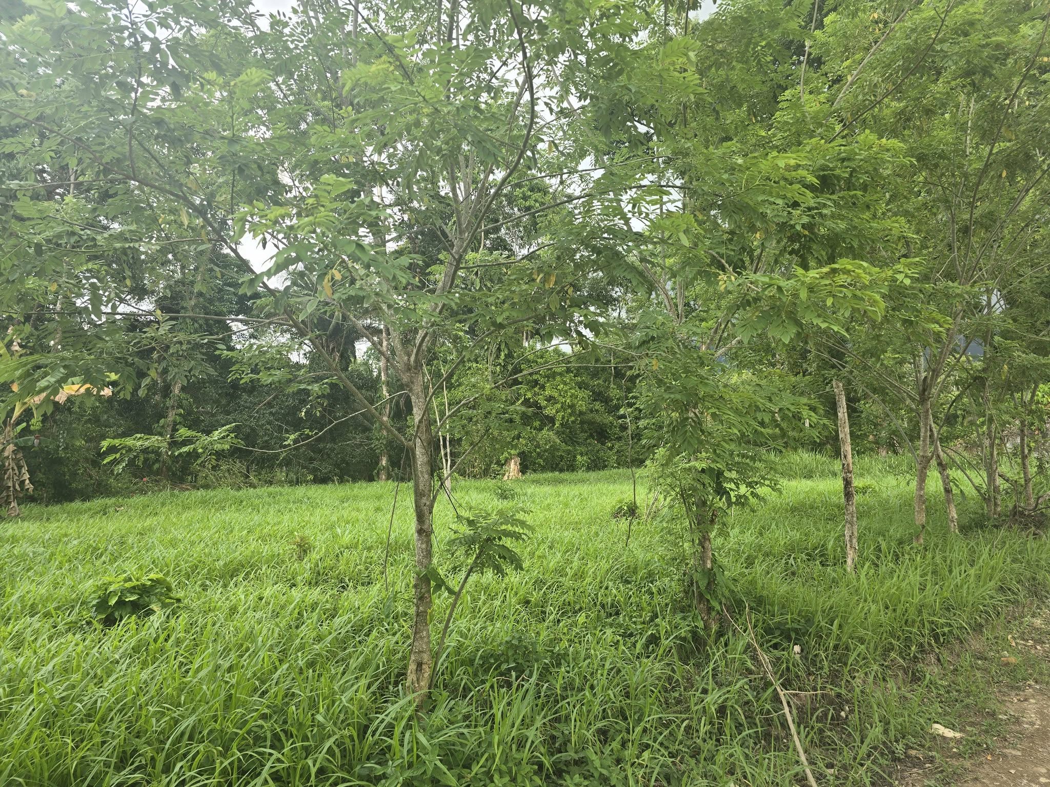 2 MANZANAS Y MEDIA DE TERRENO EN VENTA EN EL PINO EL PORVENIR ATLANTIDA HONDURAS - Imagen ampliada 7