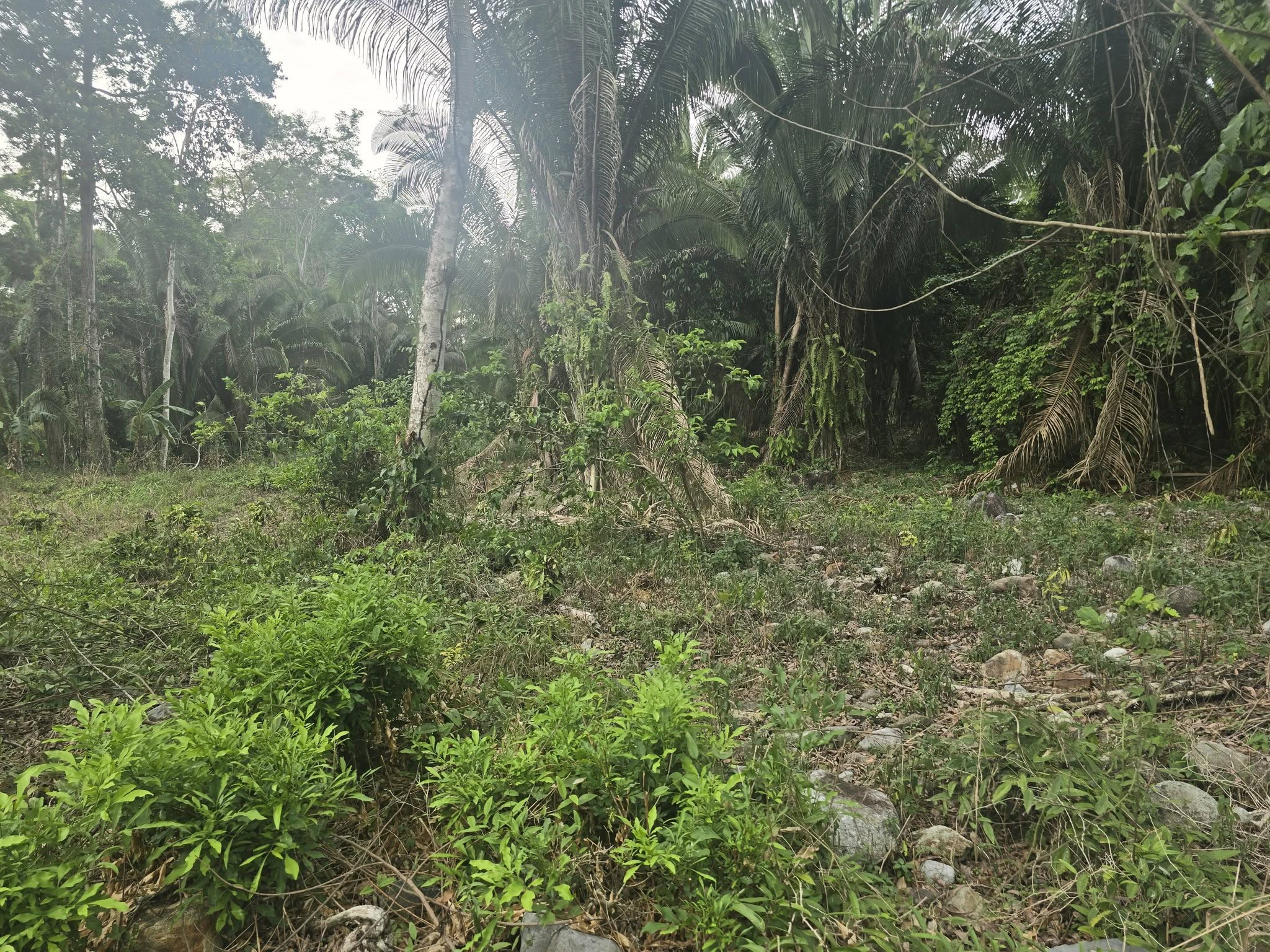 1 MANZANA Y MEDIA DE TERRENO EN VENTA EN EL PINO EL PORVENIR ATLÁNTIDA HONDURAS - Imagen ampliada 3