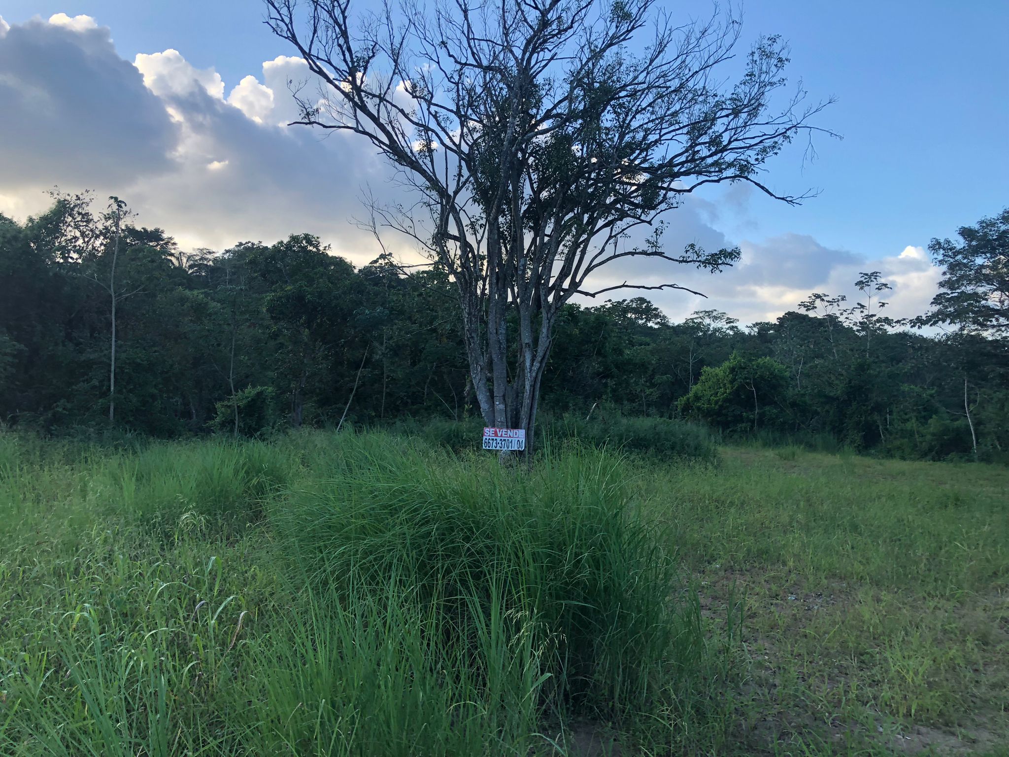 Inversión Estratégica Finca de 20500 m2 para Desarrollo Residencial en Nuevo Emperador Provincia de Panamá Oeste - Imagen ampliada 15