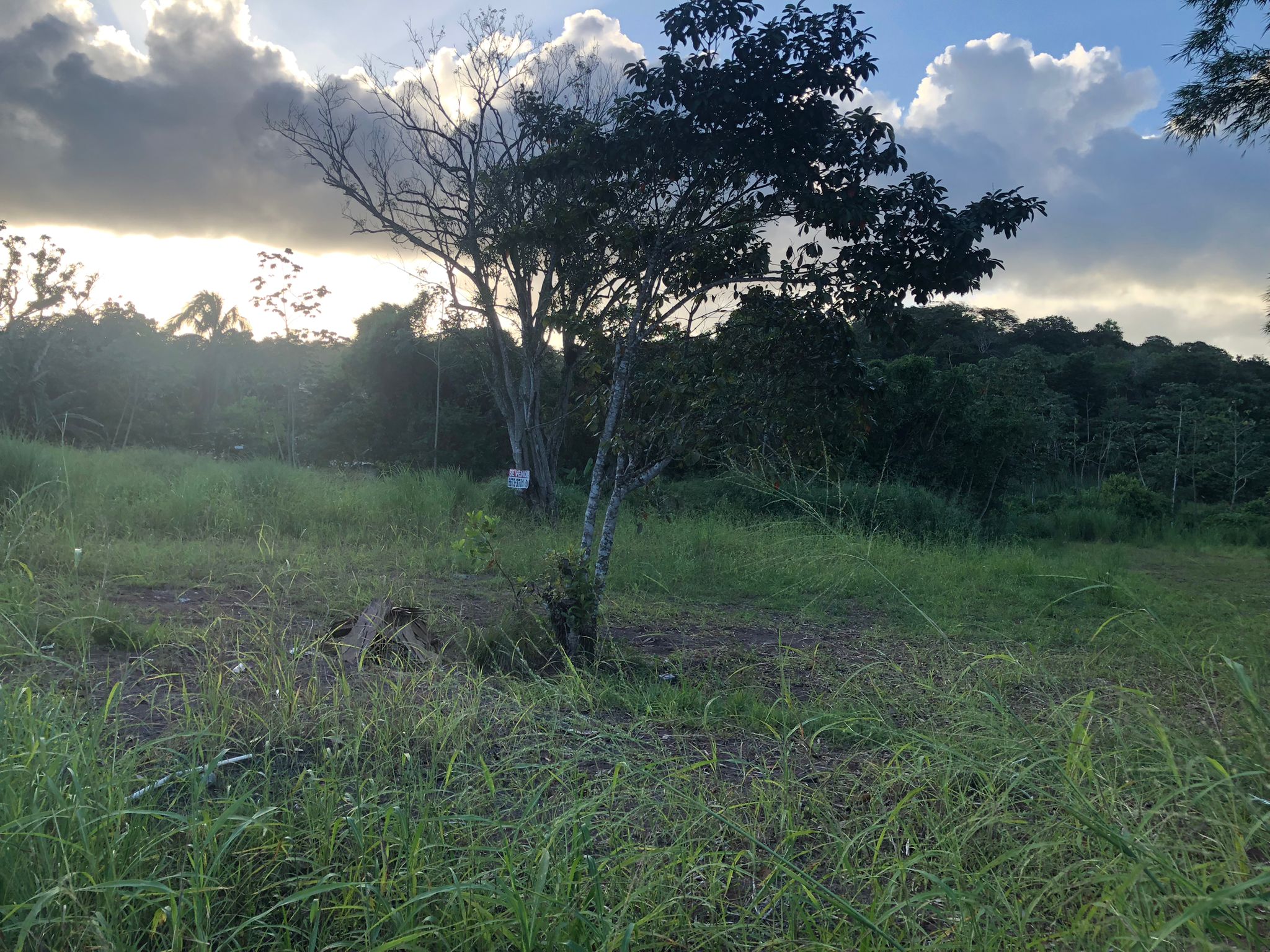 Inversión Estratégica Finca de 20500 m2 para Desarrollo Residencial en Nuevo Emperador Provincia de Panamá Oeste - Imagen ampliada 8