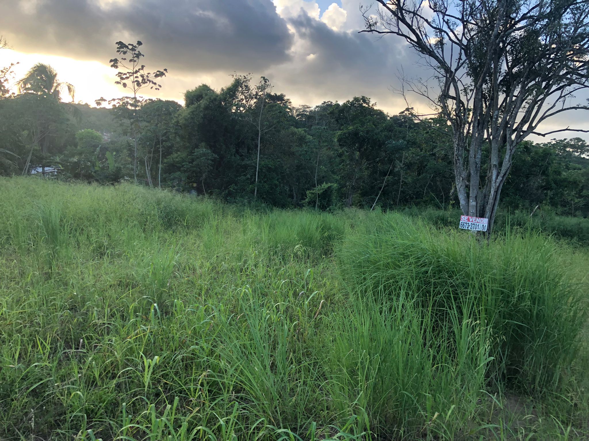 Inversión Estratégica Finca de 20500 m2 para Desarrollo Residencial en Nuevo Emperador Provincia de Panamá Oeste - Imagen ampliada 14