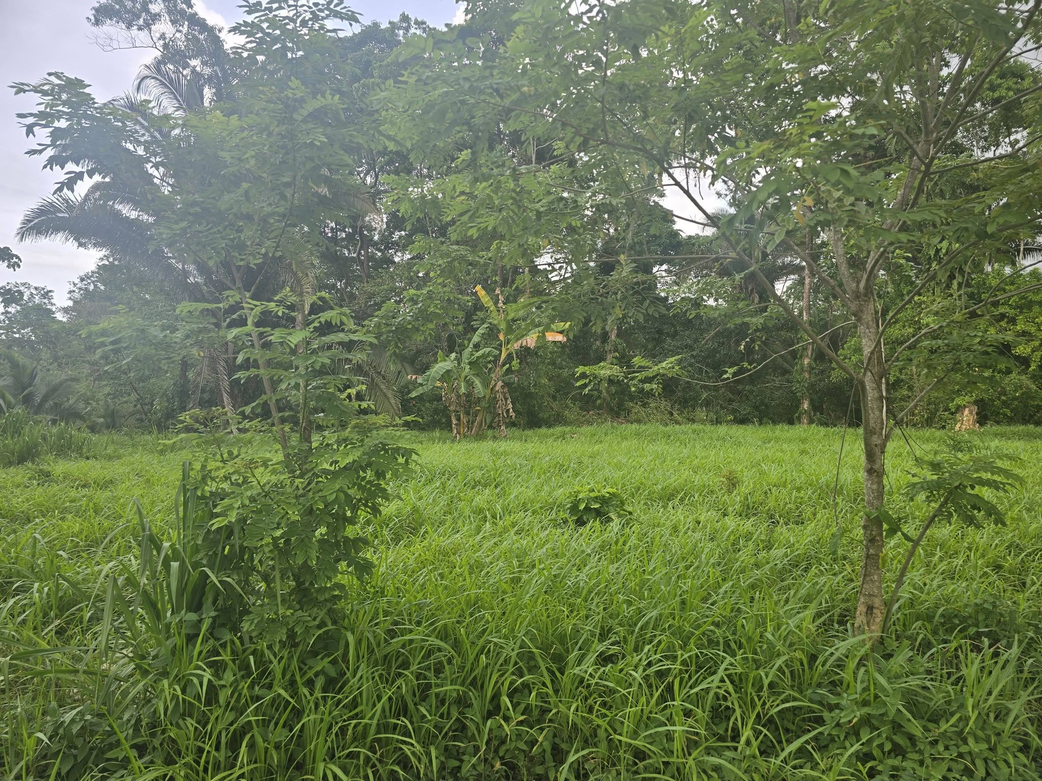2 MANZANAS Y MEDIA DE TERRENO EN VENTA EN EL PINO EL PORVENIR ATLANTIDA HONDURAS - Imagen ampliada 5