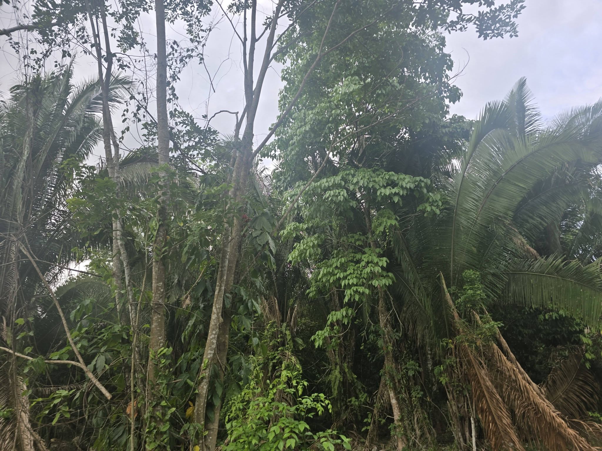 1 MANZANA Y MEDIA DE TERRENO EN VENTA EN EL PINO EL PORVENIR ATLÁNTIDA HONDURAS - Imagen ampliada 4