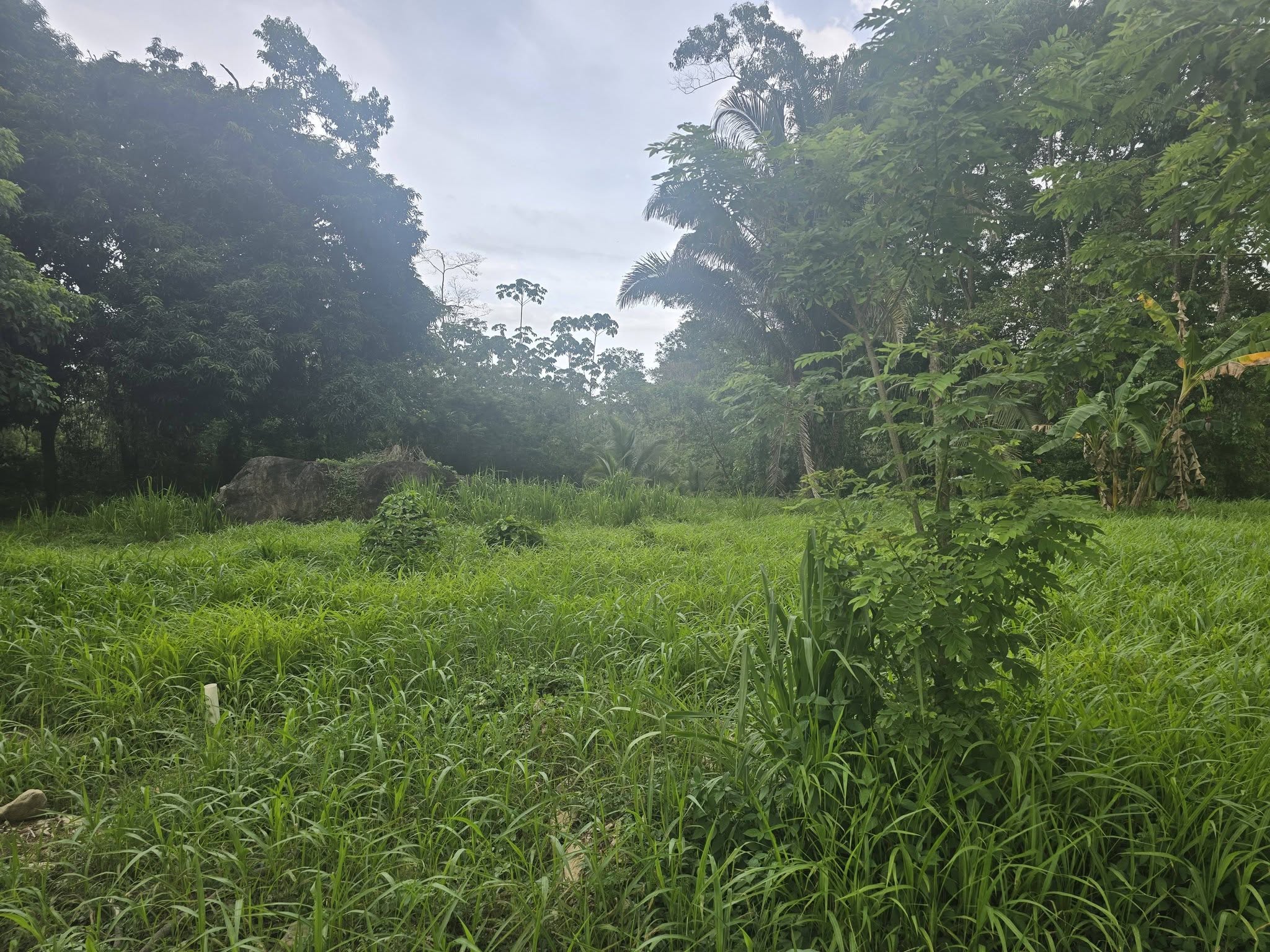 2 MANZANAS Y MEDIA DE TERRENO EN VENTA EN EL PINO EL PORVENIR ATLANTIDA HONDURAS - Imagen ampliada 6
