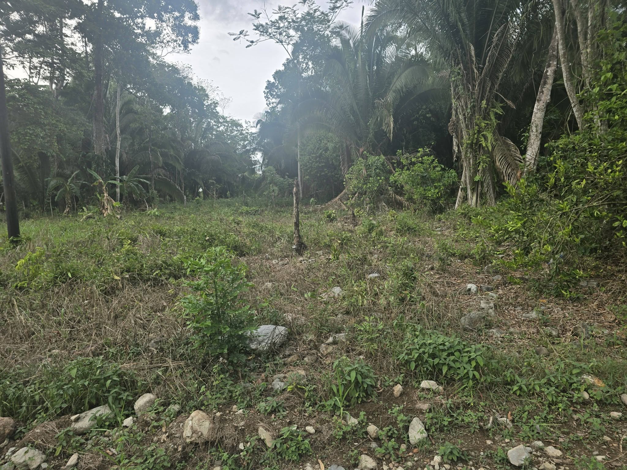 1 MANZANA Y MEDIA DE TERRENO EN VENTA EN EL PINO EL PORVENIR ATLÁNTIDA HONDURAS - Imagen ampliada 2