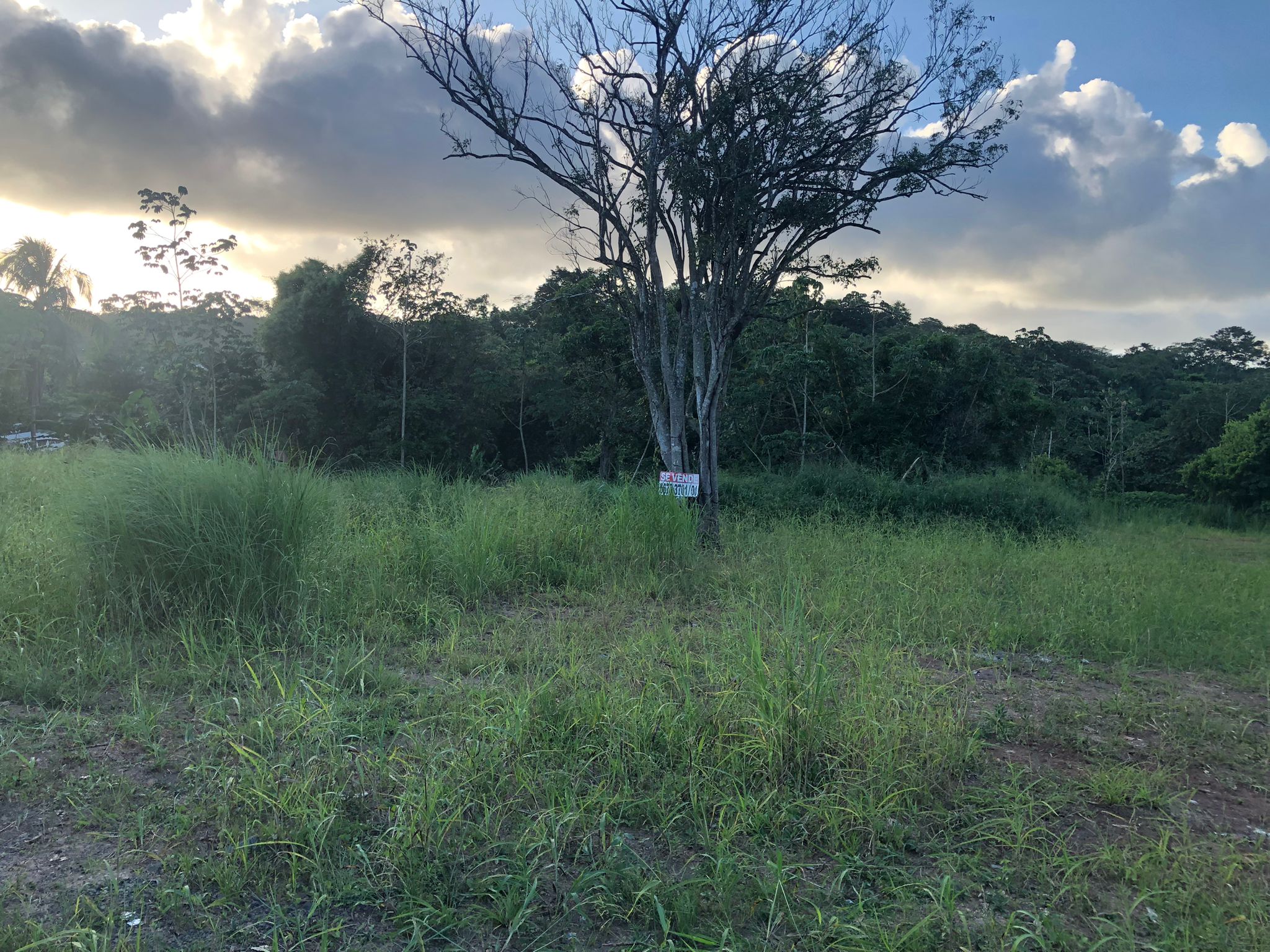Inversión Estratégica Finca de 20500 m2 para Desarrollo Residencial en Nuevo Emperador Provincia de Panamá Oeste - Imagen ampliada 12