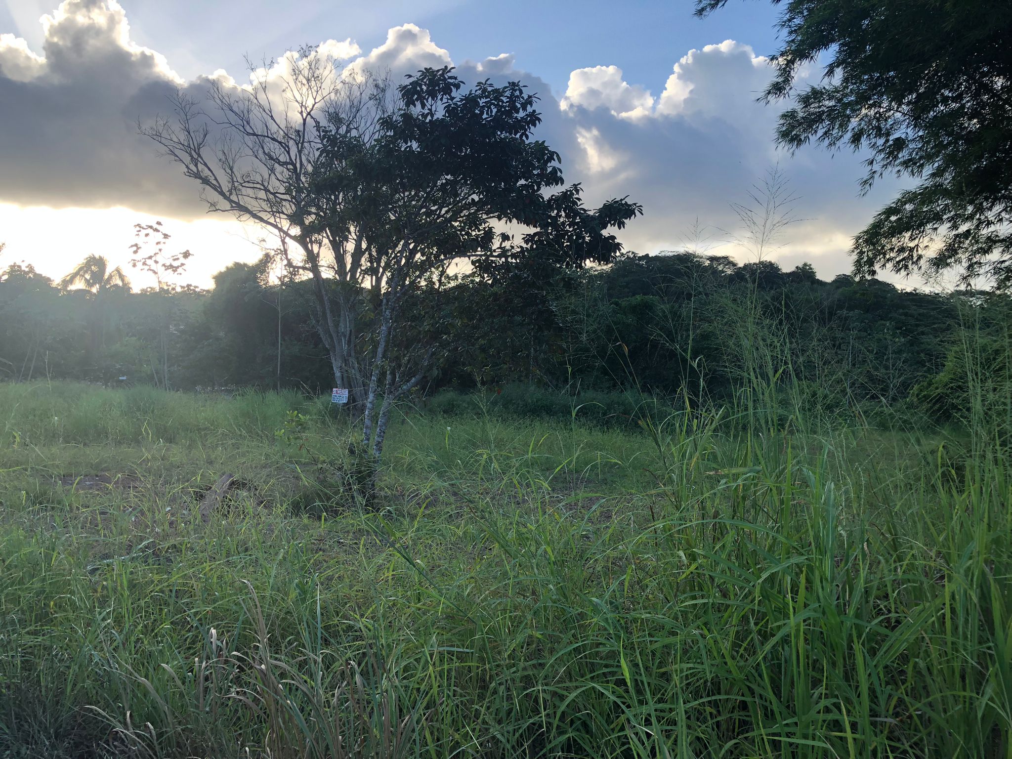 Inversión Estratégica Finca de 20500 m2 para Desarrollo Residencial en Nuevo Emperador Provincia de Panamá Oeste - Imagen ampliada 9
