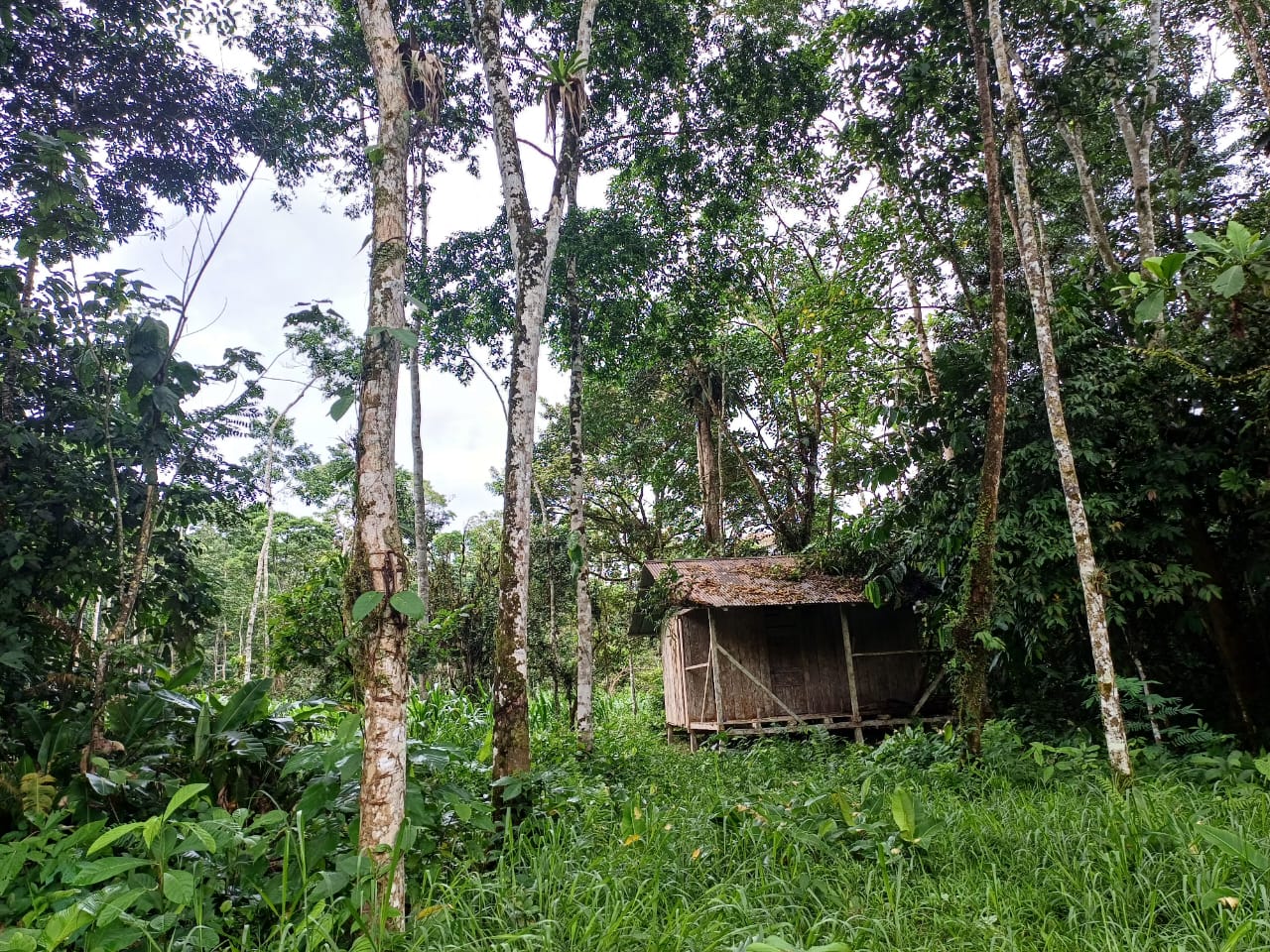 VENTA DE FINCA EN EL ORIENTE ECUATORIANO - Imagen ampliada 2