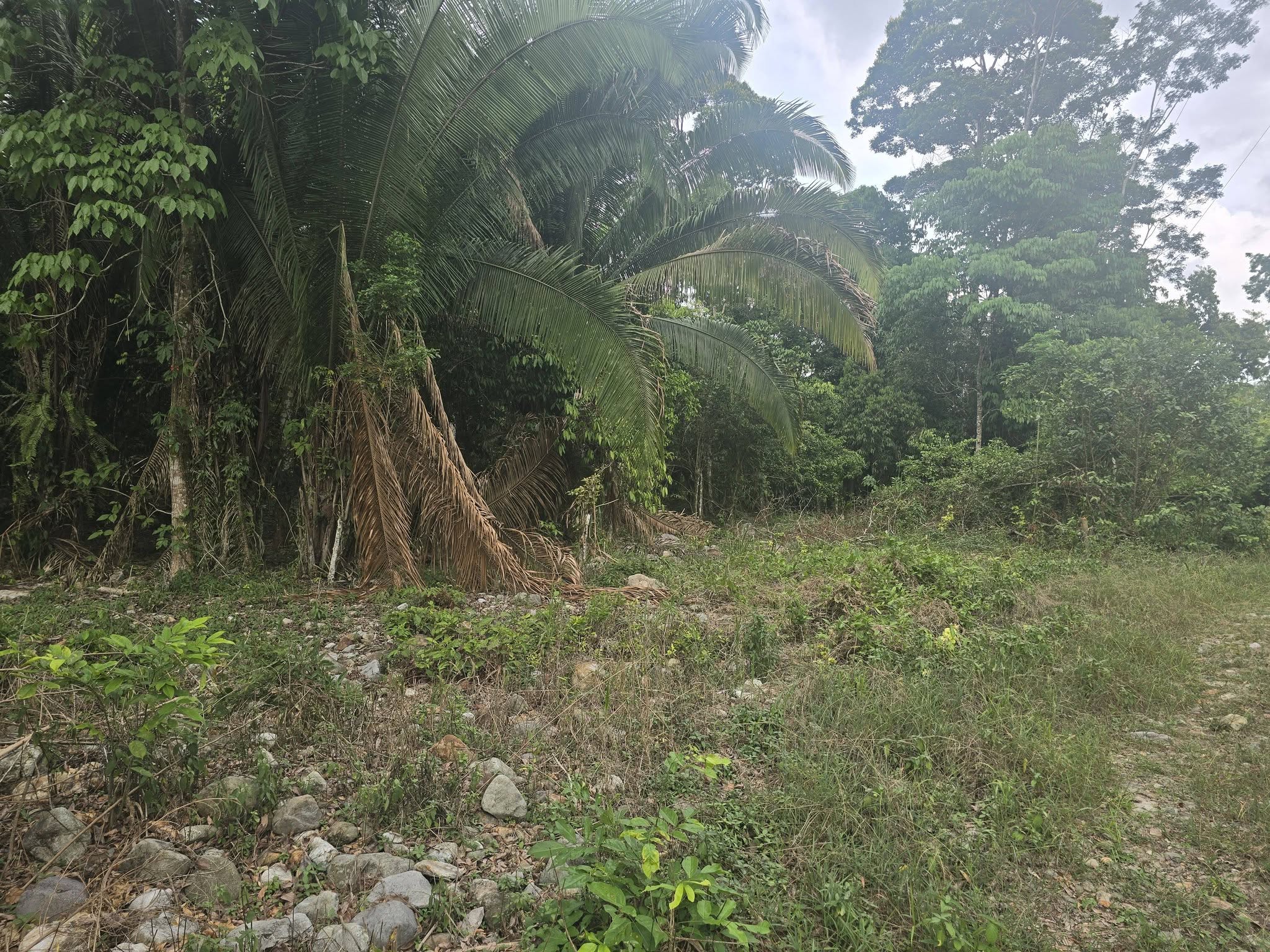 1 MANZANA Y MEDIA DE TERRENO EN VENTA EN EL PINO EL PORVENIR ATLÁNTIDA HONDURAS - Imagen ampliada 6